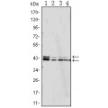 anti-HYAL1 antibody (Hyaluronidase-1) (N-Term)