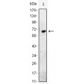 anti-HYAL1 antibody (Hyaluronidase-1) (N-Term)