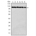 anti-HYAL1 antibody (Hyaluronidase-1) (N-Term)
