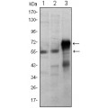 anti-HYAL1 antibody (Hyaluronidase-1) (N-Term)