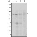 anti-HYAL1 antibody (Hyaluronidase-1) (N-Term)