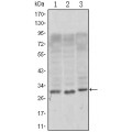 anti-HYAL1 antibody (Hyaluronidase-1) (N-Term)