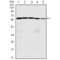 anti-HYAL1 antibody (Hyaluronidase-1) (N-Term)