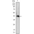 anti-HYAL1 antibody (Hyaluronidase-1) (N-Term)