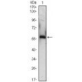 anti-HYAL1 antibody (Hyaluronidase-1) (N-Term)