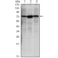 anti-HYAL1 antibody (Hyaluronidase-1) (N-Term)