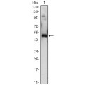 anti-HYAL1 antibody (Hyaluronidase-1) (N-Term)