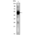 anti-HYAL1 antibody (Hyaluronidase-1) (N-Term)