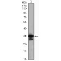 anti-HYAL1 antibody (Hyaluronidase-1) (N-Term)