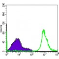 anti-HYAL1 antibody (Hyaluronidase-1) (N-Term)
