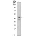 anti-HYAL1 antibody (Hyaluronidase-1) (N-Term)
