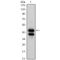 anti-HYAL1 antibody (Hyaluronidase-1) (N-Term)