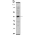 anti-HYAL1 antibody (Hyaluronidase-1) (N-Term)