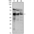 anti-HYAL1 antibody (Hyaluronidase-1) (N-Term)