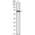 anti-HYAL1 antibody (Hyaluronidase-1) (N-Term)