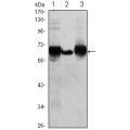 anti-HYAL1 antibody (Hyaluronidase-1) (N-Term)