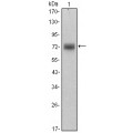 anti-HYAL1 antibody (Hyaluronidase-1) (N-Term)
