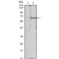 anti-HYAL1 antibody (Hyaluronidase-1) (N-Term)