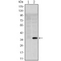 anti-HYAL1 antibody (Hyaluronidase-1) (N-Term)