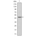 anti-HYAL1 antibody (Hyaluronidase-1) (N-Term)