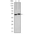 anti-HYAL1 antibody (Hyaluronidase-1) (N-Term)