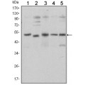 anti-HYAL1 antibody (Hyaluronidase-1) (N-Term)