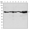 anti-HYAL1 antibody (Hyaluronidase-1) (N-Term)