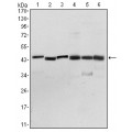 anti-HYAL1 antibody (Hyaluronidase-1) (N-Term)
