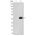 anti-HYAL1 antibody (Hyaluronidase-1) (N-Term)