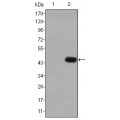 anti-HYAL1 antibody (Hyaluronidase-1) (N-Term)