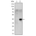 anti-HYAL1 antibody (Hyaluronidase-1) (N-Term)
