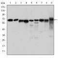anti-HYAL1 antibody (Hyaluronidase-1) (N-Term)