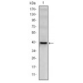 anti-HYAL1 antibody (Hyaluronidase-1) (N-Term)