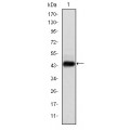 anti-HYAL1 antibody (Hyaluronidase-1) (N-Term)
