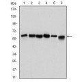 anti-HYAL1 antibody (Hyaluronidase-1) (N-Term)