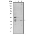 anti-HYAL1 antibody (Hyaluronidase-1) (N-Term)