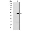 anti-HYAL1 antibody (Hyaluronidase-1) (N-Term)