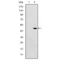 anti-HYAL1 antibody (Hyaluronidase-1) (N-Term)