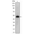 anti-HYAL1 antibody (Hyaluronidase-1) (N-Term)