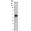 anti-HYAL1 antibody (Hyaluronidase-1) (N-Term)