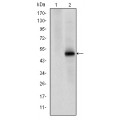 anti-HYAL1 antibody (Hyaluronidase-1) (N-Term)