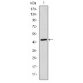 anti-HYAL1 antibody (Hyaluronidase-1) (N-Term)