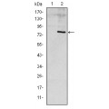 anti-HYAL1 antibody (Hyaluronidase-1) (N-Term)