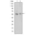 anti-HYAL1 antibody (Hyaluronidase-1) (N-Term)