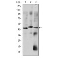 anti-HYAL1 antibody (Hyaluronidase-1) (N-Term)