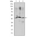 anti-HYAL1 antibody (Hyaluronidase-1) (N-Term)