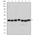 anti-HYAL1 antibody (Hyaluronidase-1) (N-Term)