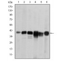 anti-HYAL1 antibody (Hyaluronidase-1) (N-Term)
