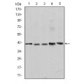 anti-HYAL1 antibody (Hyaluronidase-1) (N-Term)