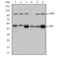 anti-HYAL1 antibody (Hyaluronidase-1) (N-Term)